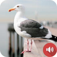 Seagull Sounds