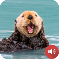 Sea Otter Sounds