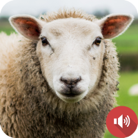 Sheep Sounds
