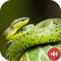 Snake Sounds