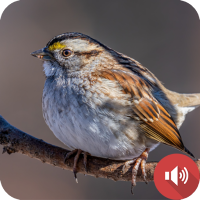 Sparrow Sounds