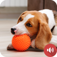 Squeaky Toy Sounds