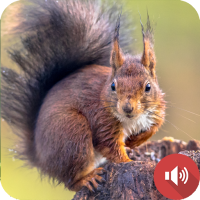 Squirrel Sounds