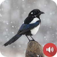 Stone Magpie Sounds