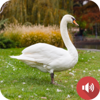 Swan Sounds