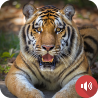 Tiger Sounds