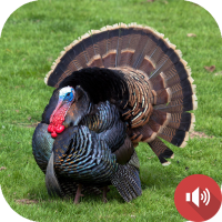 Turkey Sounds