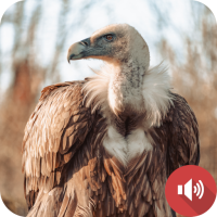 Vulture Sounds