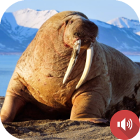 Walrus Sounds