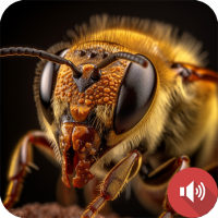 Wasp Sounds