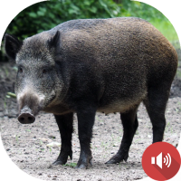 Wild Boar Sounds