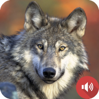 Wolf Sounds