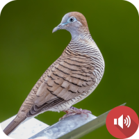 Zebra Dove Sounds
