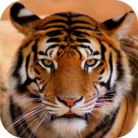 Tiger Sounds