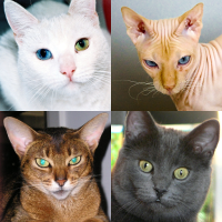 猫的品种：关于小猫的摄影测验。 猜所有品种。