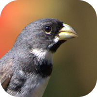 Collar Bird Corners