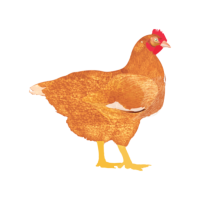 My Poultry Manager - Farm app