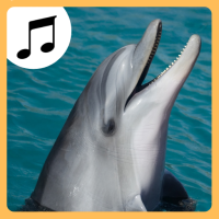 Sea Animal Sounds.
