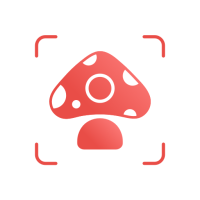 Picture Mushroom - Champignon