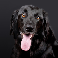 Dog barking soundboard
