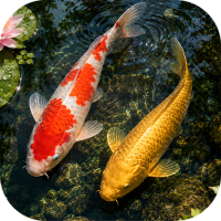 Koi Pond - 3D Live Wallpaper