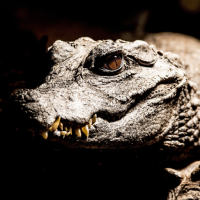 Alligator Sounds