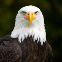 Bald Eagle Sounds