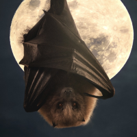 Bat Sounds