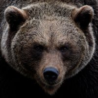 Bear Sounds