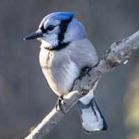 Blue Jay Sounds