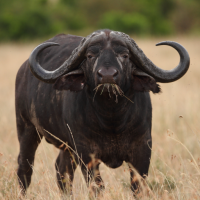 Buffalo Sounds
