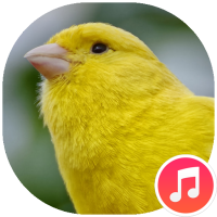 Canary Bird Sounds