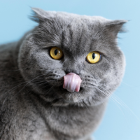 Cat Sounds