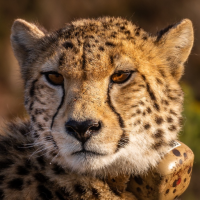 Cheetah Sounds