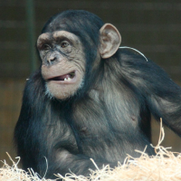 Chimpanzee Sounds