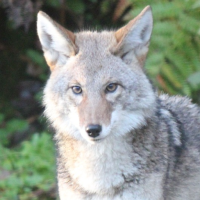 Coyote Sounds
