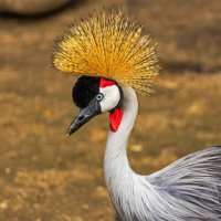 Crane Bird Sounds