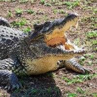 Crocodile Sounds