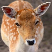 Deer Sounds