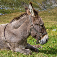 Donkey Sounds