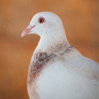 Dove Sounds