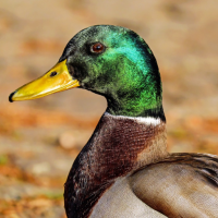 Duck Sounds