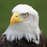 Eagle Sounds
