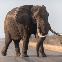 Elephant Sounds