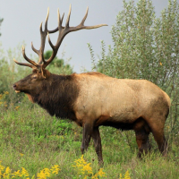 Elk Sounds