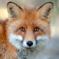 Fox Sounds