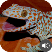 Gecko Sounds