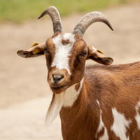 Goat Sounds