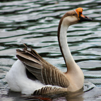 Goose Sounds