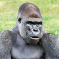 Gorilla Sounds